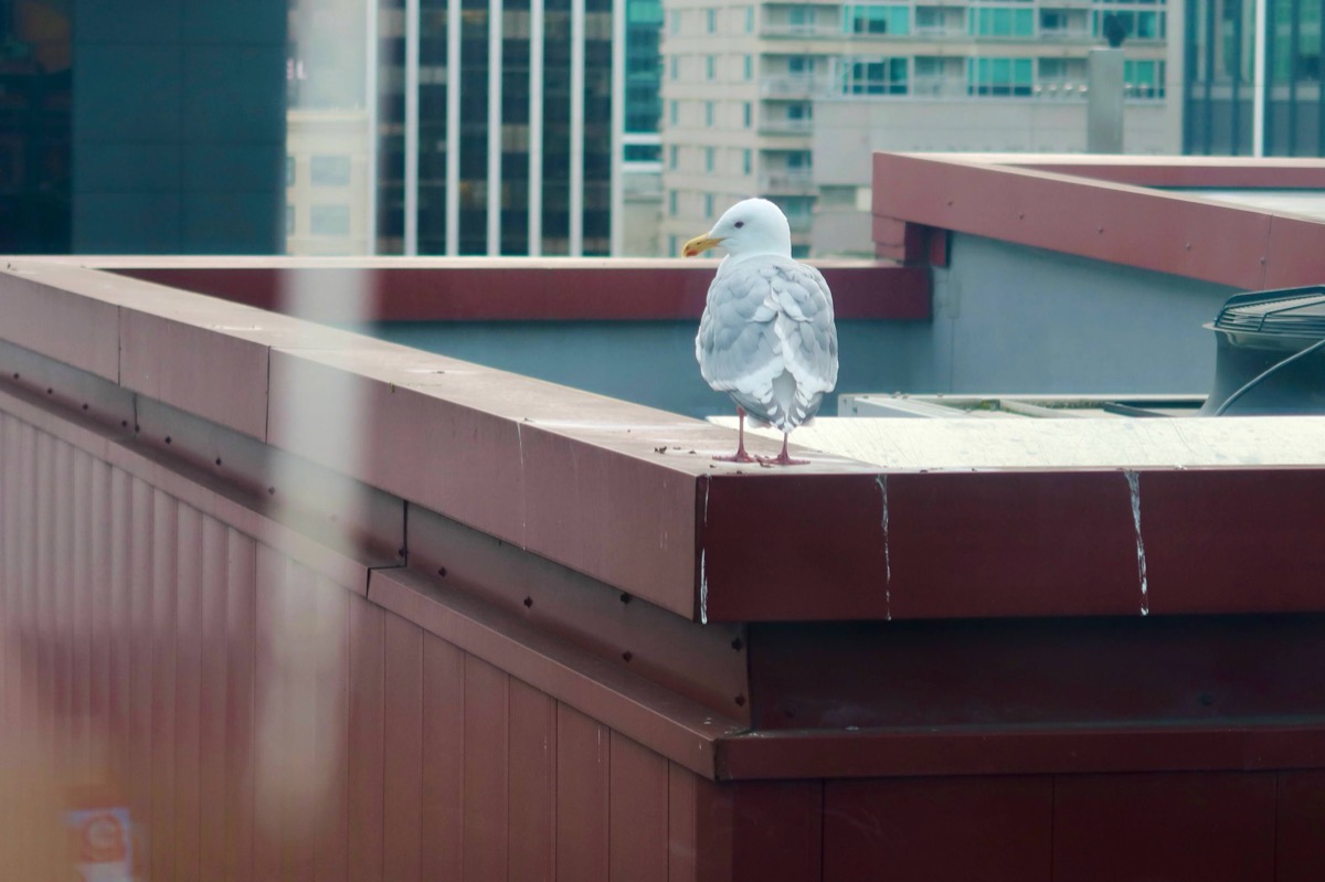 A seagull perched on a downtown rooftop ledge